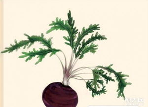 瑪卡 南美人參的珍饈與種植智慧