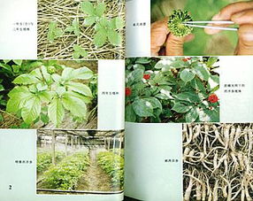西洋參種植技術(shù)指南 從選地到采收的全流程解析