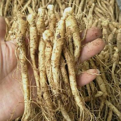 鮮參與西洋參 滋補(bǔ)雙璧的功效與選擇