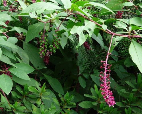 西洋參 從田間“入侵者”到養(yǎng)生“稀罕貨”的逆襲之路