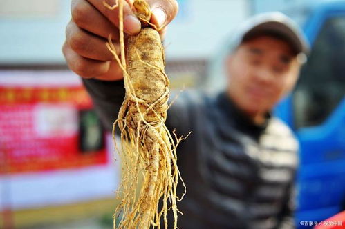 從“參王”到巨虧 一場關(guān)于人參種植的產(chǎn)業(yè)浮沉錄